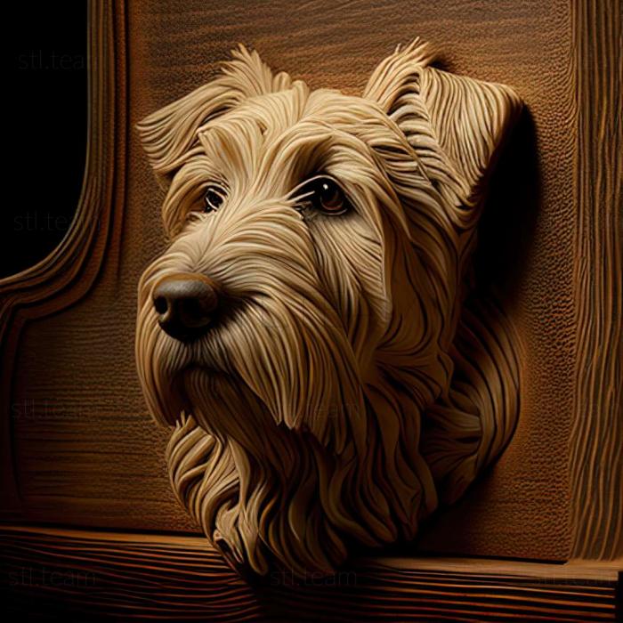 Glen of Imaal Terrier dog